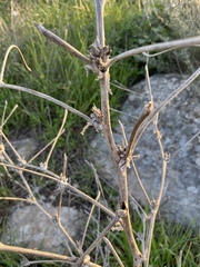 Cichorium intybus