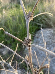Cichorium intybus