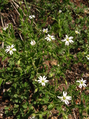 Stellaria dichotoma