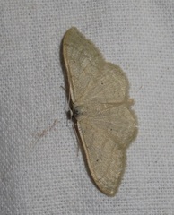 Idaea straminata