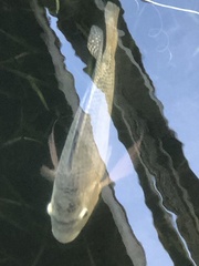 Oreochromis niloticus