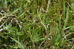 Juncus bufonius