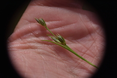 Juncus bufonius