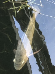 Oreochromis niloticus