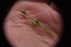 Juncus bufonius