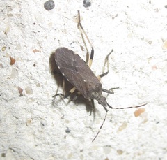 Dicranocephalus agilis