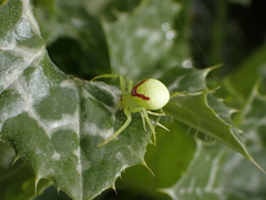Misumena spinifera