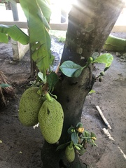 Artocarpus heterophyllus