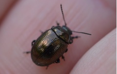 Chrysolina oricalcia