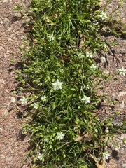 Arenaria serpyllifolia