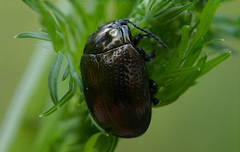 Chrysolina oricalcia