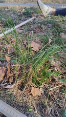 Ornithogalum umbellatum