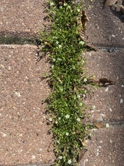 Arenaria serpyllifolia