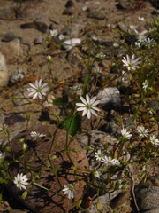 Stellaria graminea