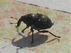 Zacladus
