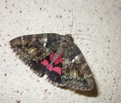 Catocala sponsa