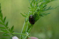 Chrysolina oricalcia
