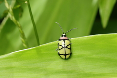 Omophoita angustolineata