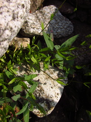 Stellaria irrigua