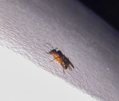 Camponotus