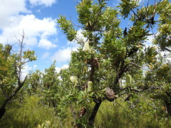 Banksia aemula