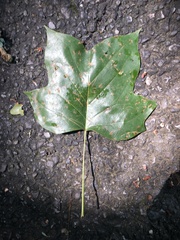 Liriodendron