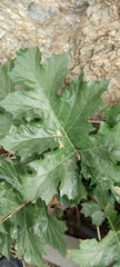 Acanthus mollis