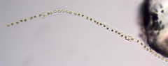 Neonema