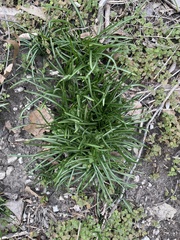 Ornithogalum