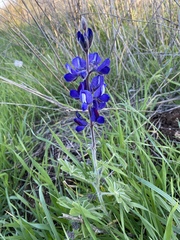 Lupinus pilosus