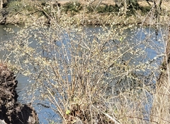 Lonicera fragrantissima