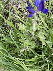 Lupinus pilosus