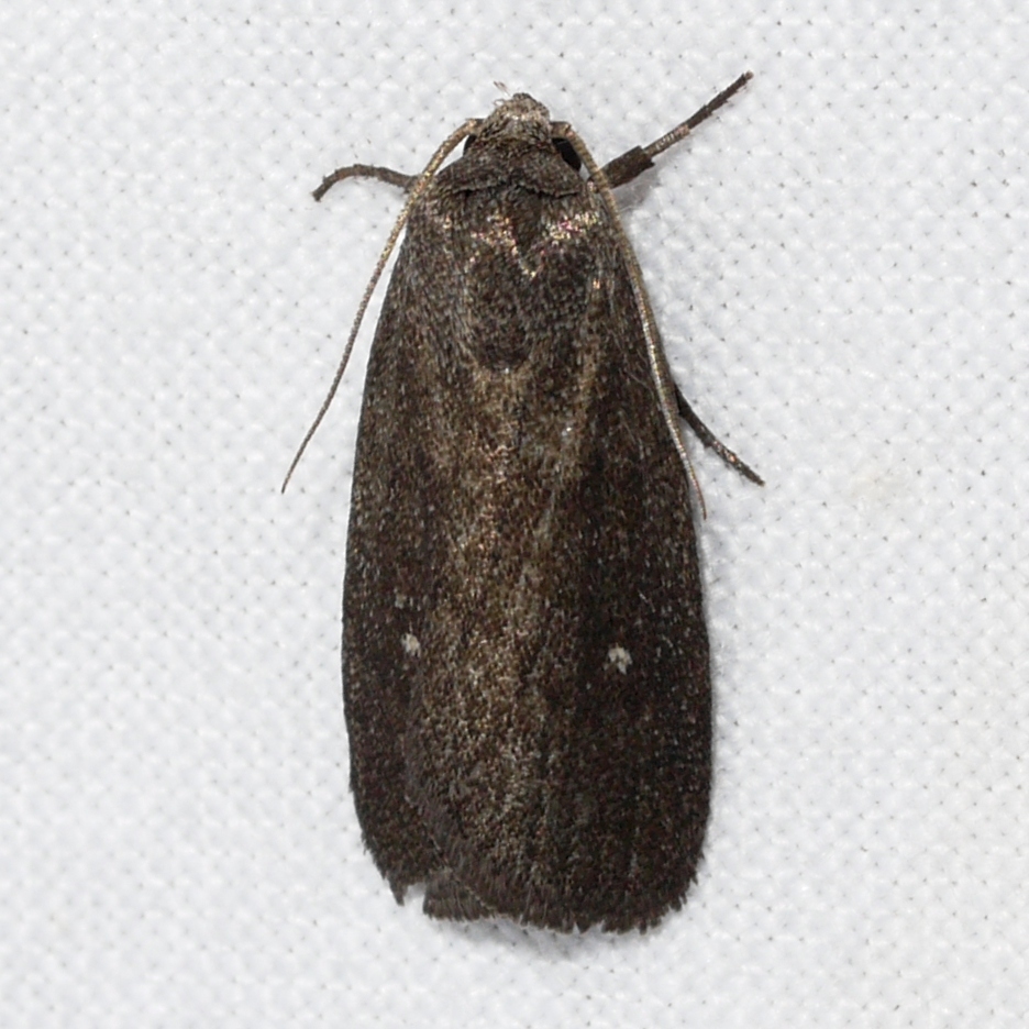 Miranda Moth