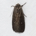 Miranda Moth - Photo (c) Ilona L, some rights reserved (CC BY-NC-SA)