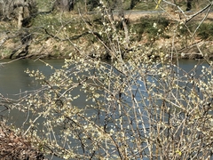 Lonicera fragrantissima