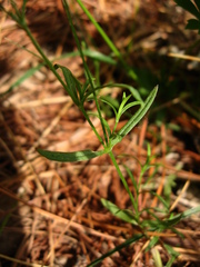 Stellaria longifolia