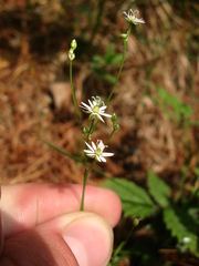 Stellaria longifolia