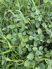 Bituminaria bituminosa