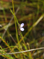 Comesperma defoliatum