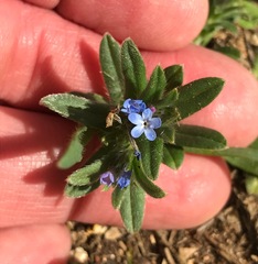 Buglossoides arvensis