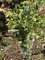 Buglossoides arvensis
