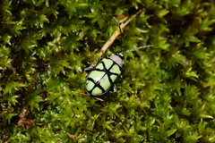 Omophoita angustolineata