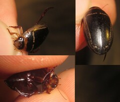 Hydaticus transversalis