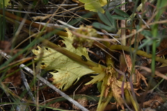 Sanicula arctopoides
