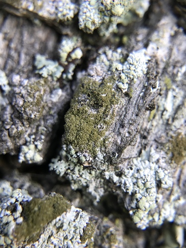 Protoparmelia isidiata image