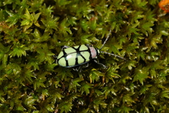 Omophoita angustolineata