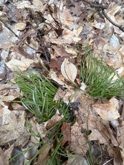 Carex pedunculata