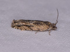 Pseudexentera haracana