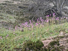 Dodecatheon
