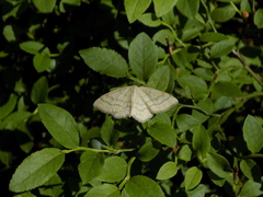 Scopula ternata